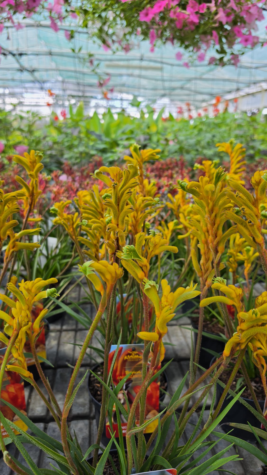 Anigozanthos - Łapa Kangura Orange Glow