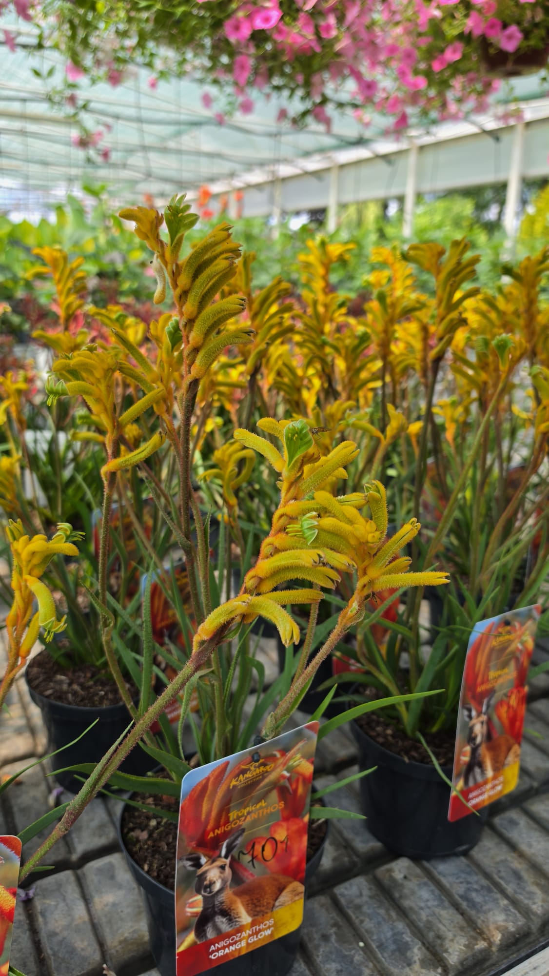 Anigozanthos - Łapa Kangura Orange Glow - obrazek 4