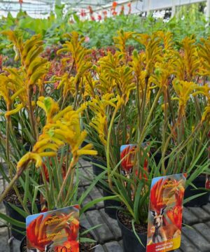 Alternative view of Anigozanthos - Łapa Kangura Orange Glow