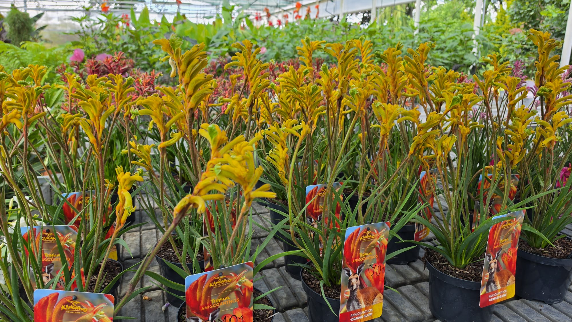 Anigozanthos - Łapa Kangura Orange Glow - obrazek 2