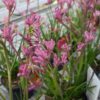 Anigozanthos - Łapa Kangura Pink Pearl