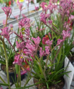 Anigozanthos - Łapa Kangura Pink Pearl