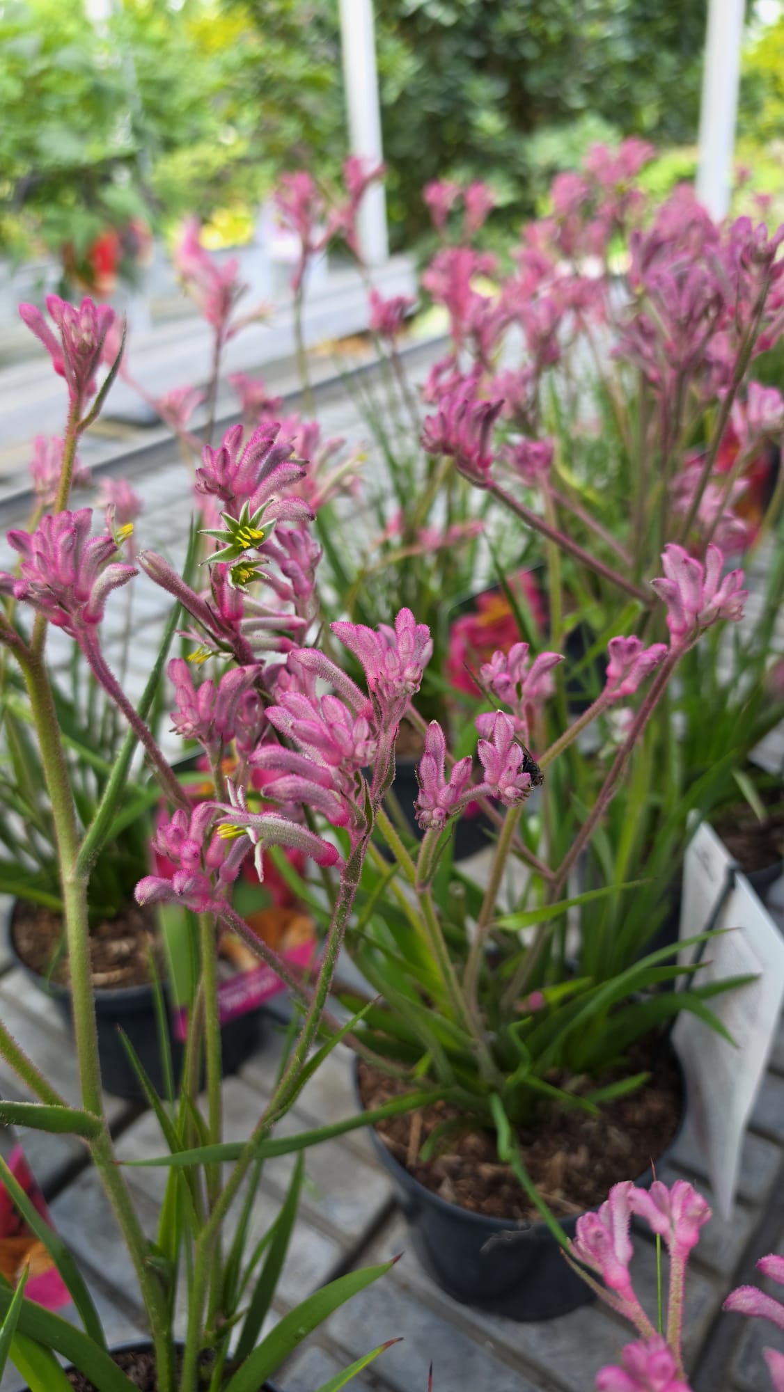 Anigozanthos - Łapa Kangura Pink Pearl