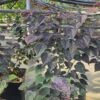 Cercis canadensis - Judaszowiec kanadyjski Garden Gems Amethyst 50-70 cm