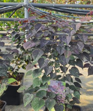 Cercis canadensis - Judaszowiec kanadyjski Garden Gems Amethyst 50-70 cm