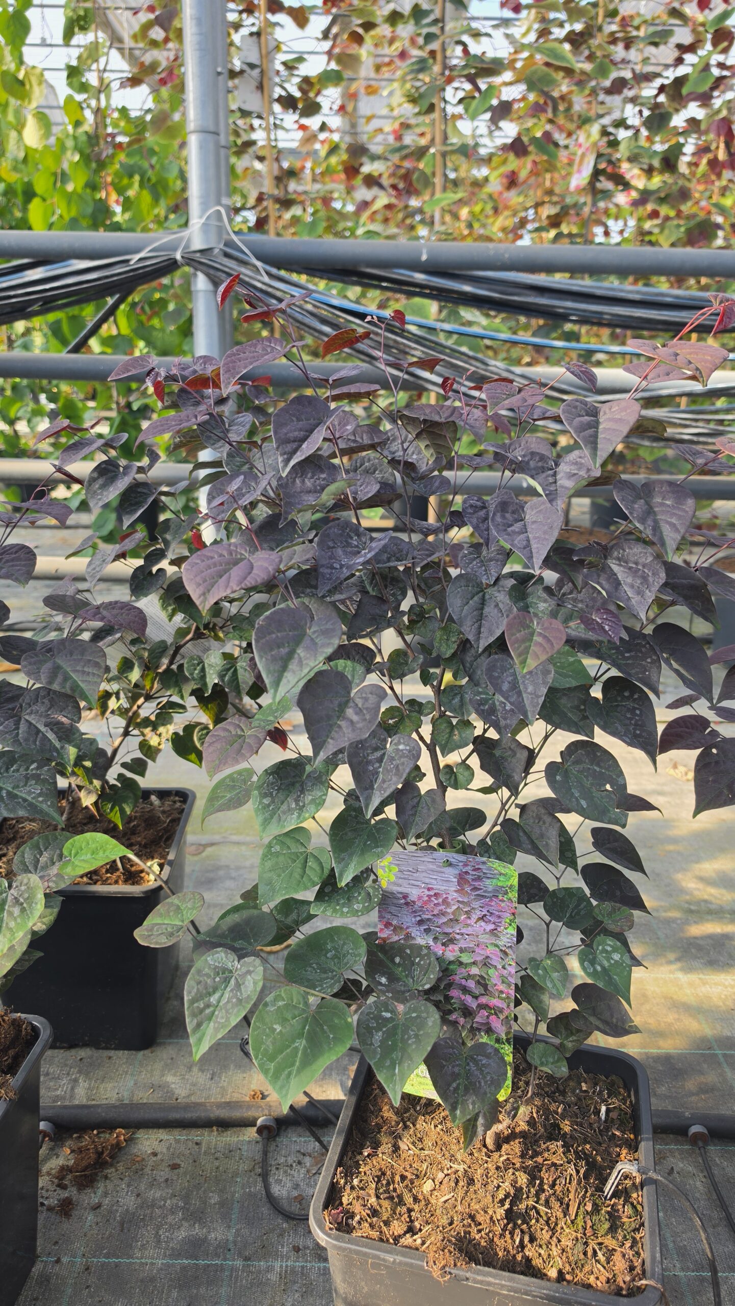 Cercis canadensis - Judaszowiec kanadyjski Garden Gems Amethyst 50-70 cm
