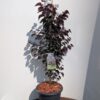 Cercis canadensis - Judaszowiec kanadyjski Garden Gems Amethyst 100-120 cm Przedsprzedaż wyłka w drugiej połowie lipca 2026