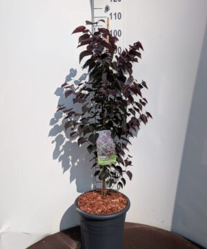 Cercis canadensis - Judaszowiec kanadyjski Garden Gems Amethyst 100-120 cm Przedsprzedaż wyłka w drugiej połowie lipca 2026