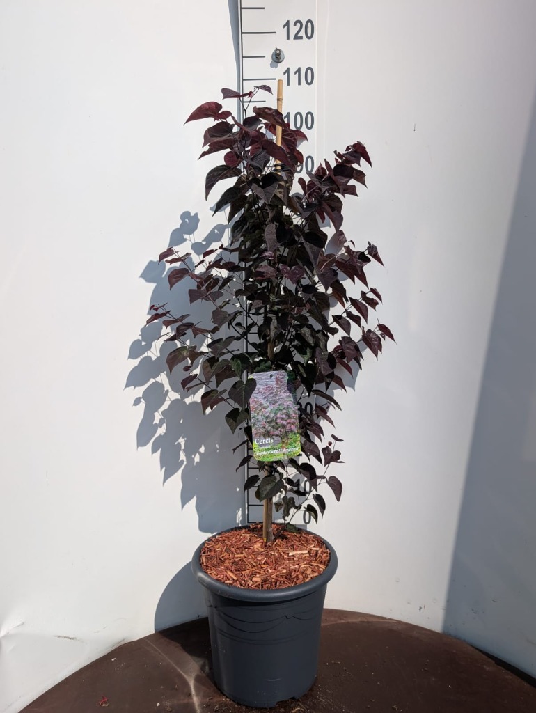 Cercis canadensis - Judaszowiec kanadyjski Garden Gems Amethyst 100-120 cm Przedsprzedaż wyłka w drugiej połowie lipca 2026