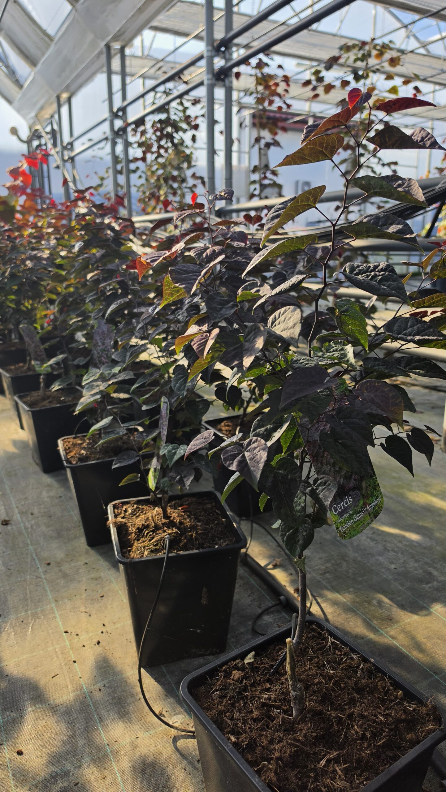 Cercis canadensis - Judaszowiec kanadyjski Garden Gems Amethyst 50-70 cm - obrazek 4