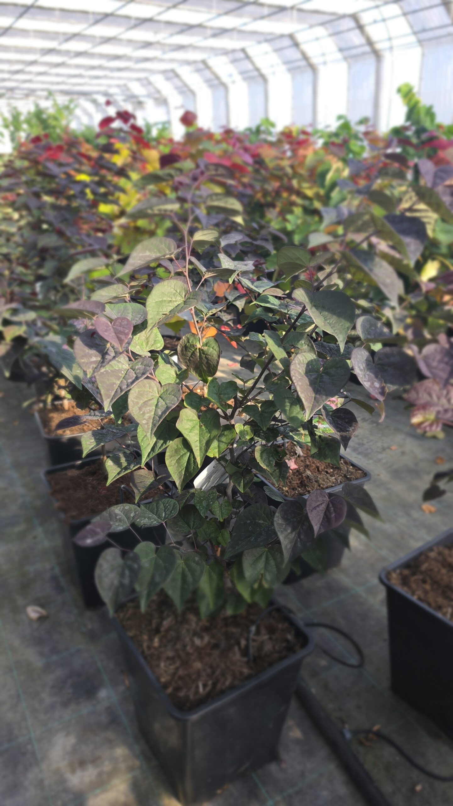 Cercis canadensis - Judaszowiec kanadyjski Garden Gems Amethyst 50-70 cm - obrazek 5