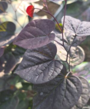 Alternative view of Cercis canadensis - Judaszowiec kanadyjski Garden Gems Amethyst 50-70 cm