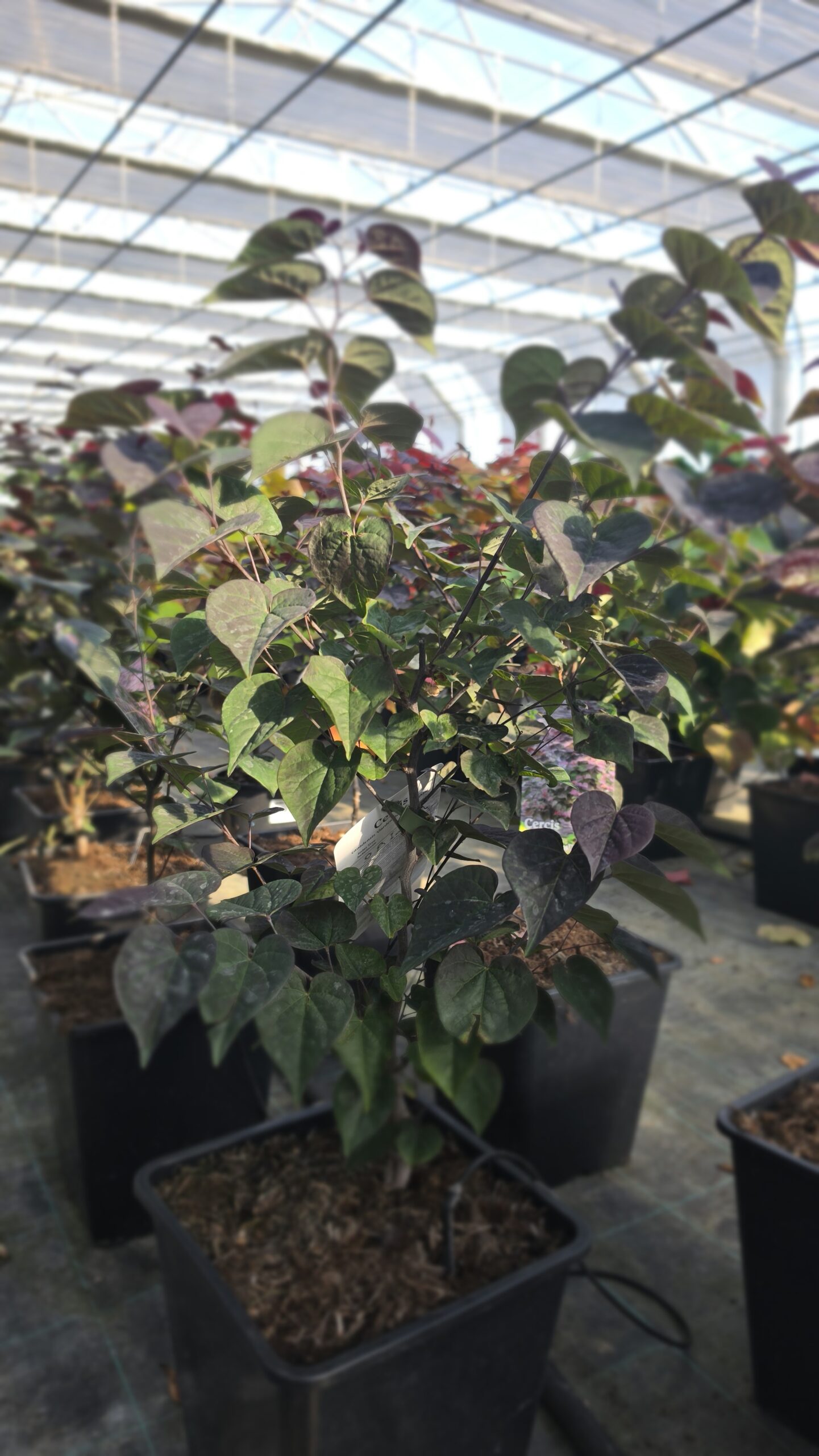 Cercis canadensis - Judaszowiec kanadyjski Garden Gems Amethyst 50-70 cm - obrazek 6