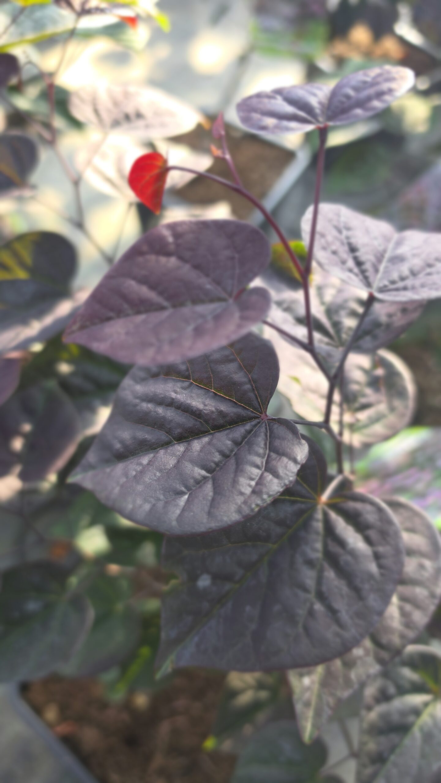 Cercis canadensis - Judaszowiec kanadyjski Garden Gems Amethyst 50-70 cm - obrazek 2