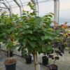 Cercis canadensis - Judaszowiec kanadyjski Garden Gems Emerald 80-120 cm Przedsprzedaż wyłka w drugiej połowie lipca 2026