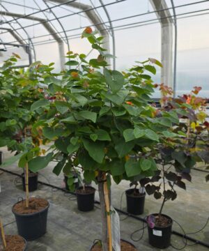 Cercis canadensis - Judaszowiec kanadyjski Garden Gems Emerald 80-120 cm Przedsprzedaż wyłka w drugiej połowie lipca 2026