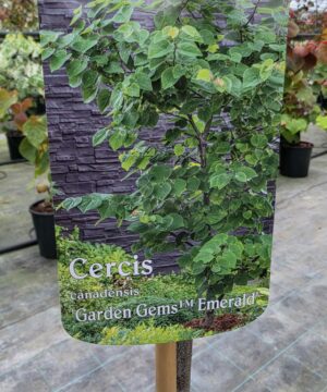 Alternative view of Cercis canadensis - Judaszowiec kanadyjski Garden Gems Emerald 80-120 cm Przedsprzedaż wyłka w drugiej połowie lipca 2026