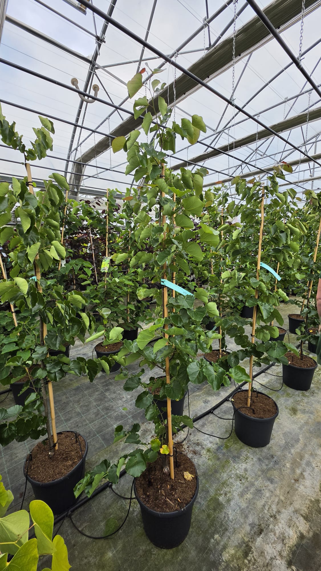 Cercis canadensis - Judaszowiec kanadyjski Oklahoma 150-180 cm - obrazek 2