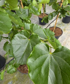 Cercis canadensis - Judaszowiec kanadyjski Oklahoma 150-180 cm