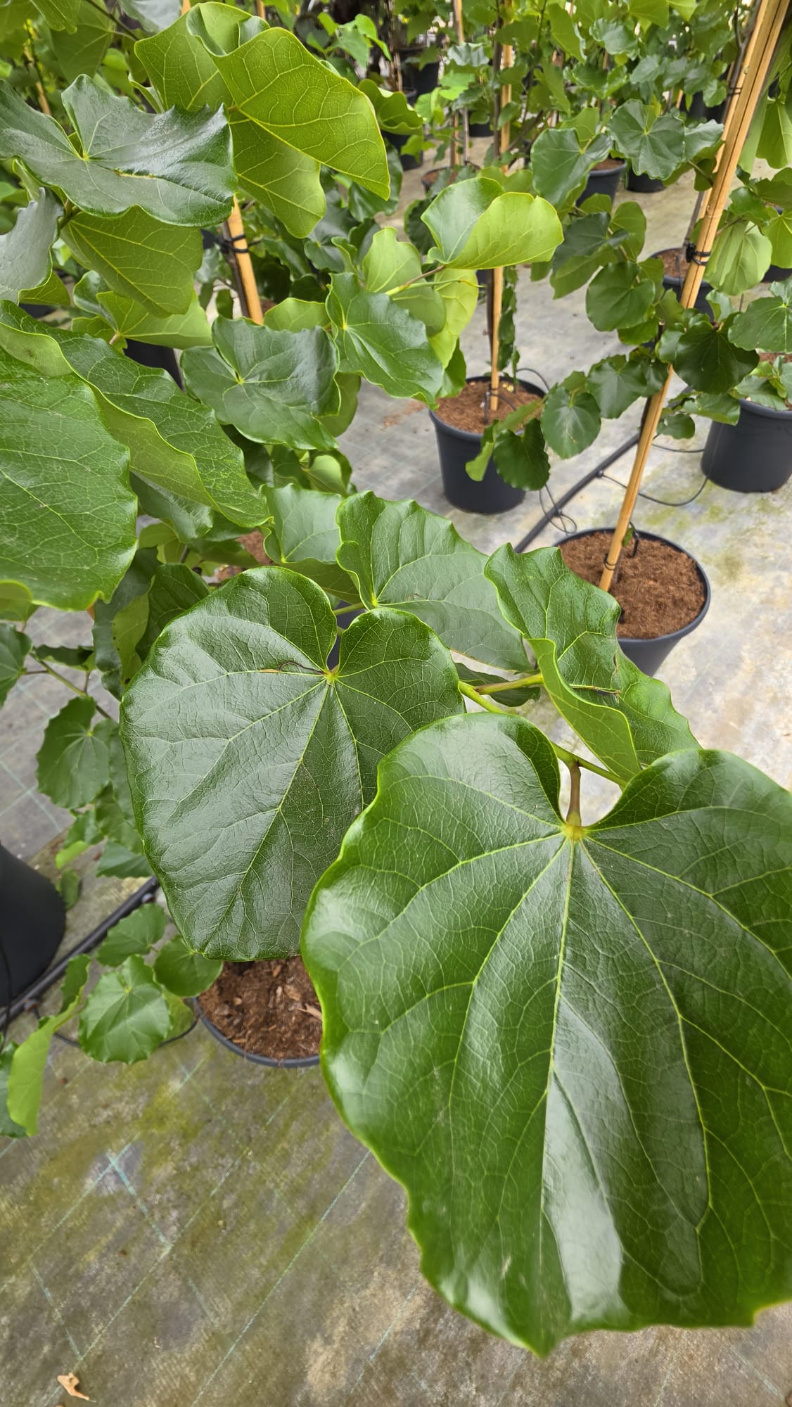 Cercis canadensis - Judaszowiec kanadyjski Oklahoma 150-180 cm