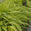 Hakonechloa macra - Hakonechloa smukła Aureola