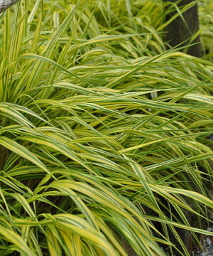 Hakonechloa macra - Hakonechloa smukła Aureola