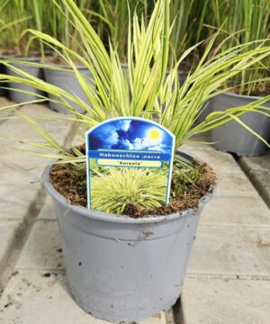 Alternative view of Hakonechloa macra - Hakonechloa smukła Aureola