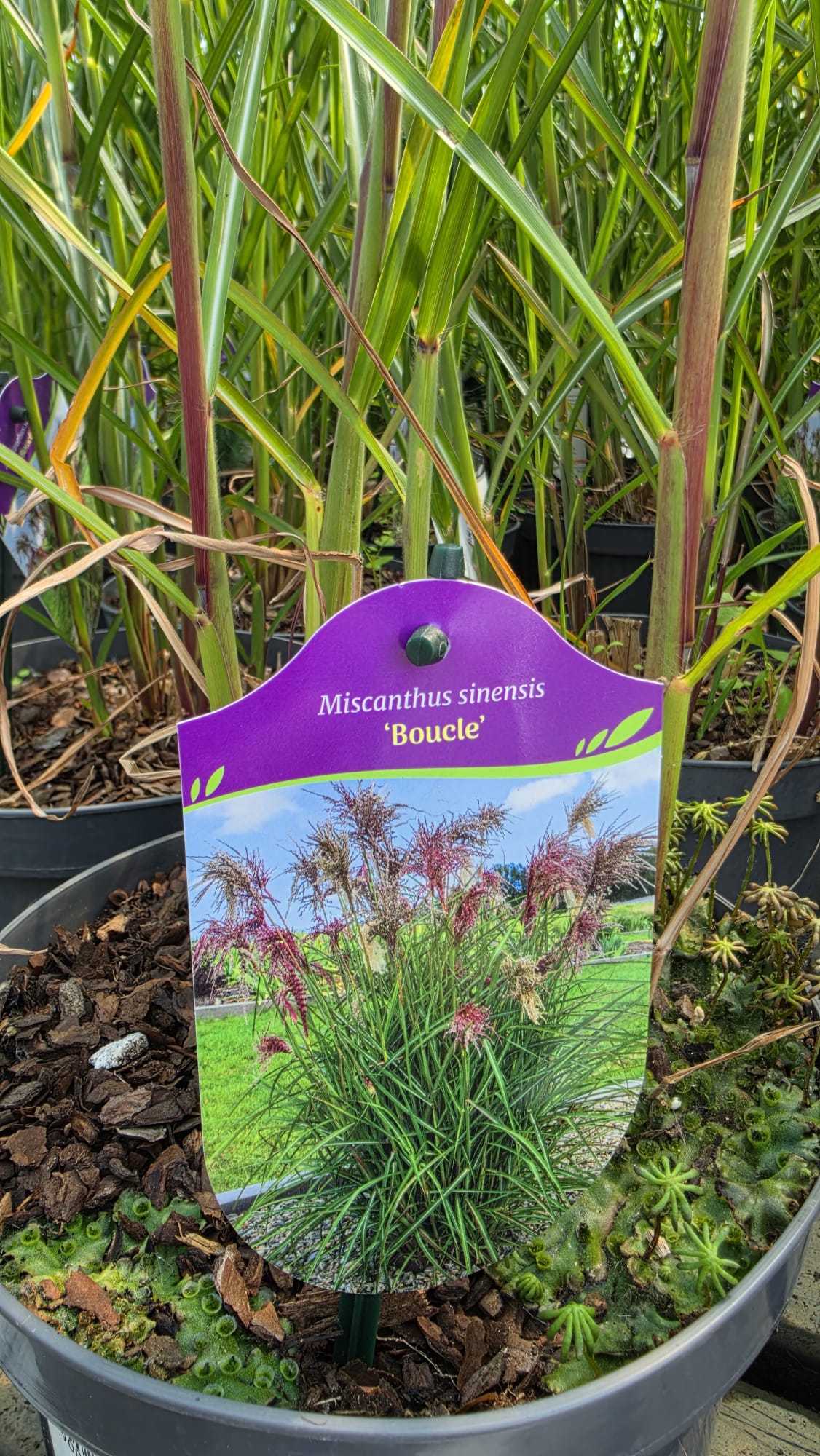 Miscanthus sinensis - Miskant chiński Boucle - obrazek 4