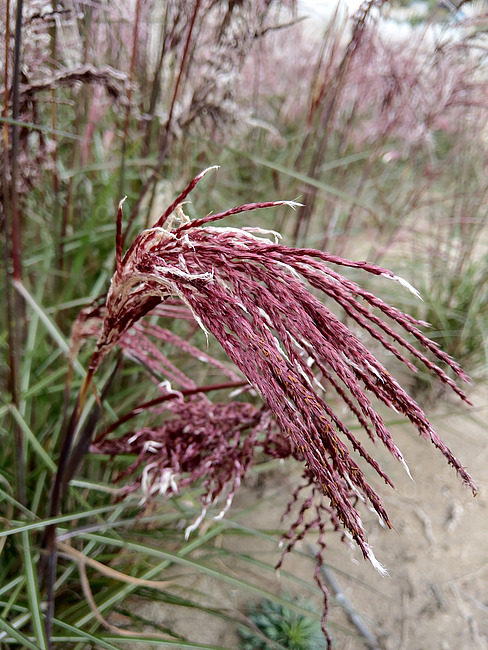 Miscanthus sinensis - Miskant chiński Boucle - obrazek 3