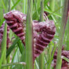 Miscanthus sinensis - Miskant chiński Boucle