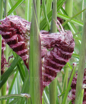Miscanthus sinensis - Miskant chiński Boucle