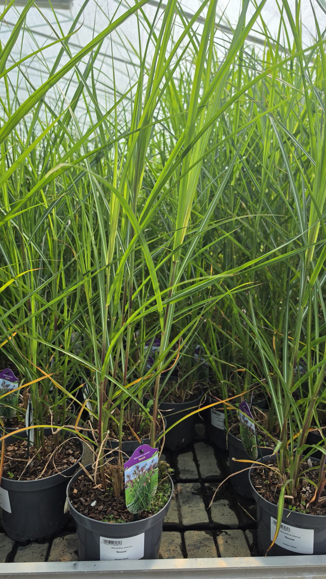 Miscanthus sinensis - Miskant chiński Boucle - obrazek 5
