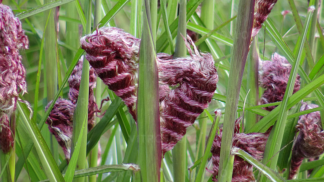 Miscanthus sinensis - Miskant chiński Boucle