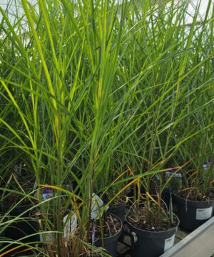 Alternative view of Miscanthus sinensis - Miskant chiński Boucle