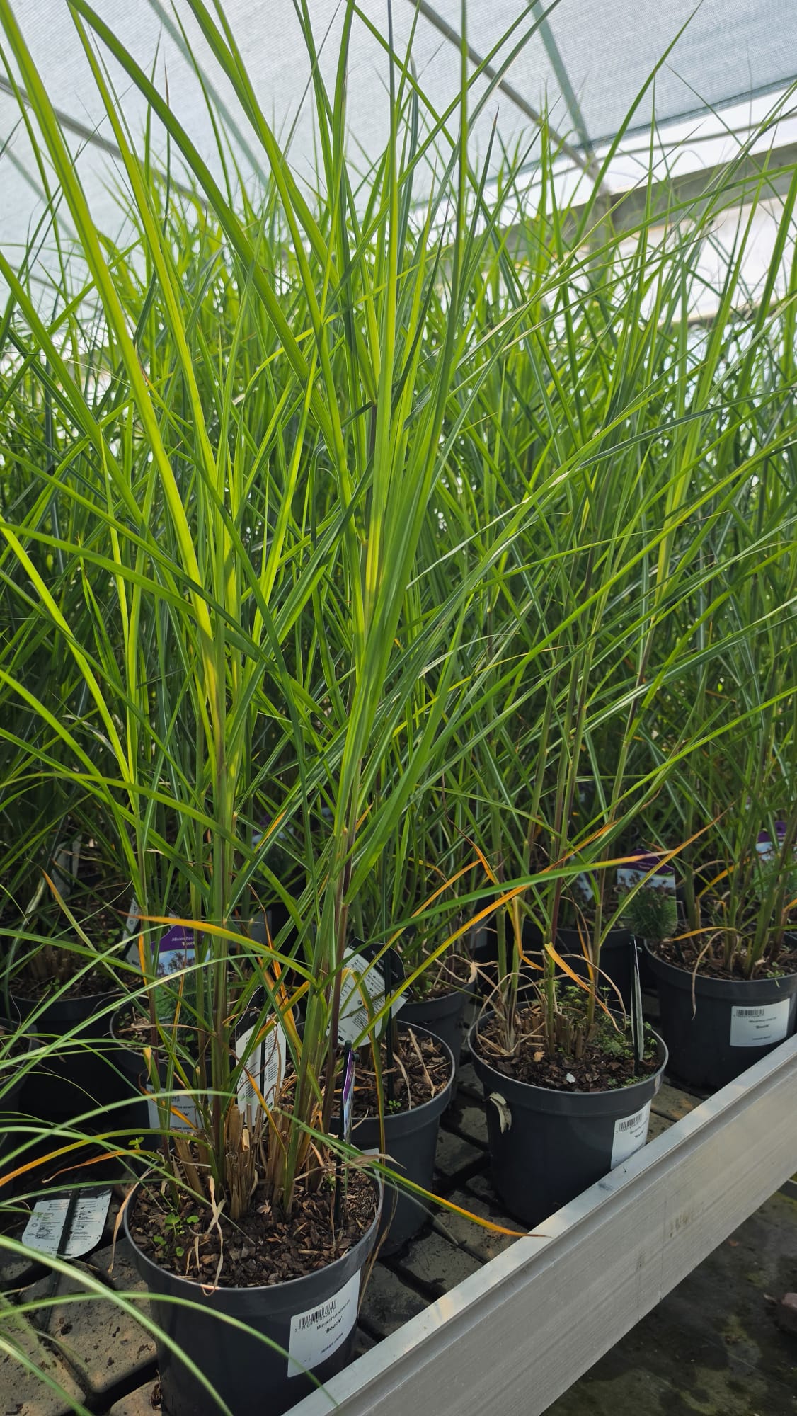 Miscanthus sinensis - Miskant chiński Boucle - obrazek 2