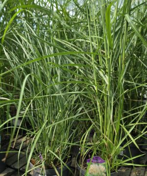 Miscanthus sinensis - Miskant chiński Ferner Osten