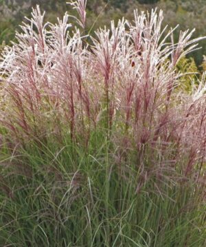 Alternative view of Miscanthus sinensis - Miskant chiński Ferner Osten