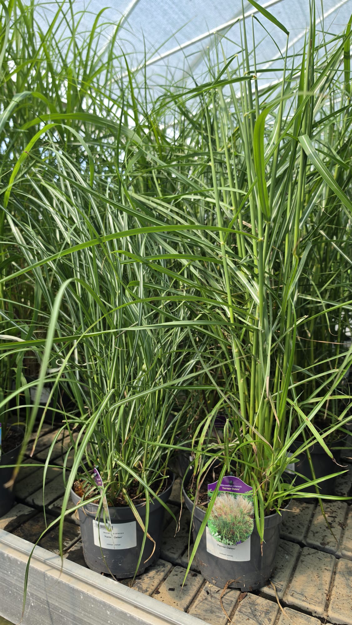 Miscanthus sinensis - Miskant chiński Ferner Osten