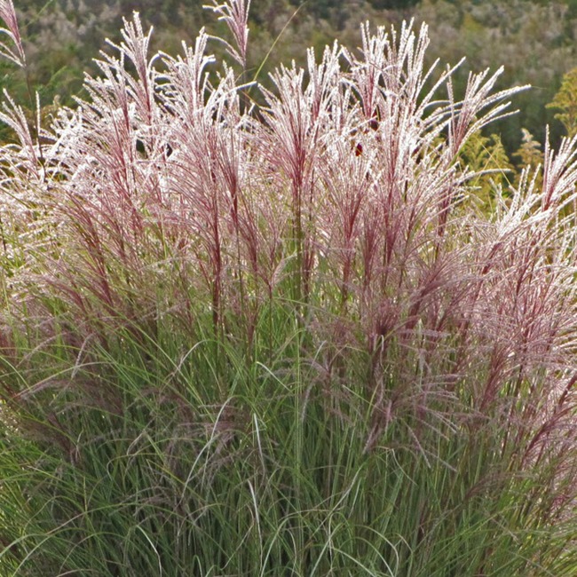 Miscanthus sinensis - Miskant chiński Ferner Osten - obrazek 2