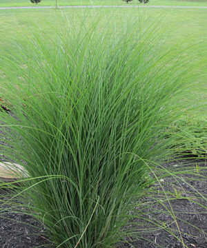 Alternative view of Miscanthus sinensis - Miskant chiński Gracillimus