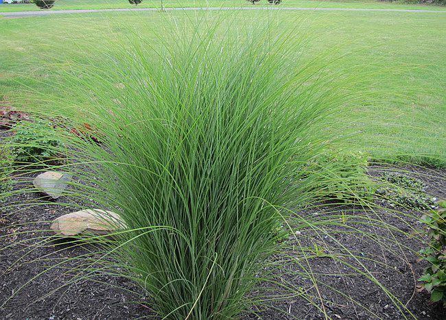 Miscanthus sinensis - Miskant chiński Gracillimus - obrazek 2