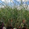 Miscanthus sinensis - Miskant chiński Gracillimus