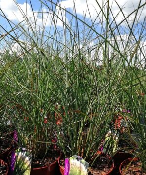 Miscanthus sinensis - Miskant chiński Gracillimus