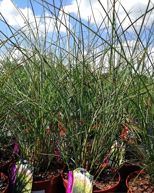 Miscanthus sinensis - Miskant chiński Gracillimus