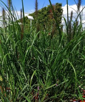 Alternative view of Pennisetum alopecuroides - Rozplenica Japońska Black Beauty