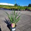 Pennisetum alopecuroides - Rozplenica Japońska Black Beauty