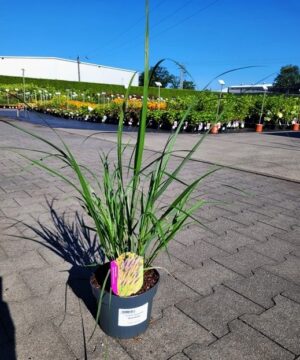 Pennisetum alopecuroides - Rozplenica Japońska Black Beauty