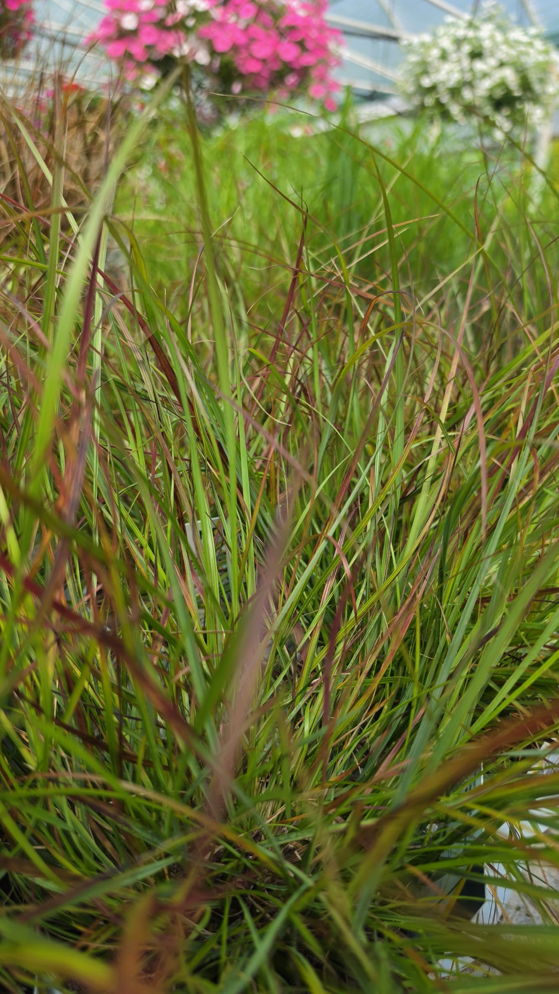 Pennisetum alopecuroides - Rozplenica Japońska Burgundy Bunny - obrazek 3