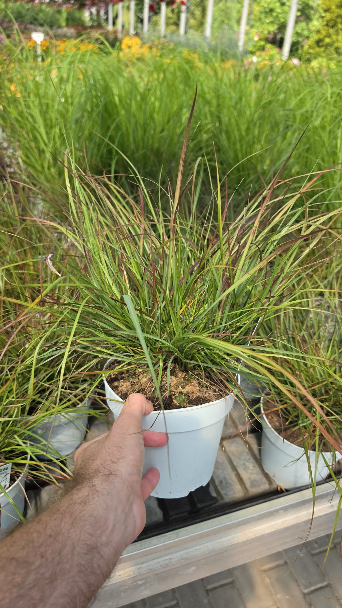Pennisetum alopecuroides - Rozplenica Japońska Burgundy Bunny - obrazek 4