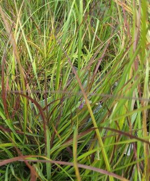 Pennisetum alopecuroides - Rozplenica Japońska Burgundy Bunny